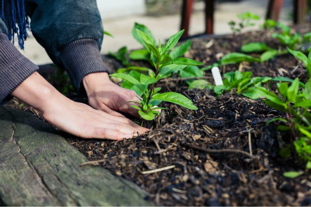 GREEN-CONCEPT-VERMICOMPOST-ORGANIC-FARMING-2250-x-1500-px-2.jpg